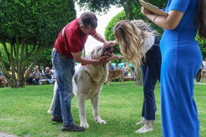 Campeonato de mastín en Astorga.