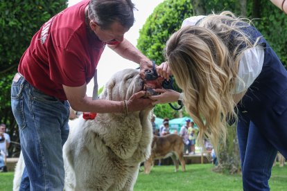 Campeonato de mastín en Astorga.