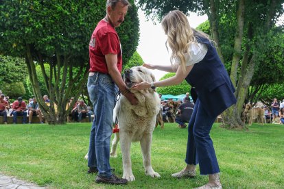 Campeonato de mastín en Astorga.
