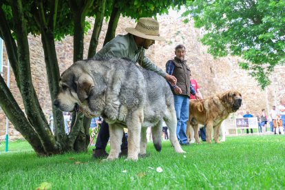 Campeonato de mastín en Astorga.