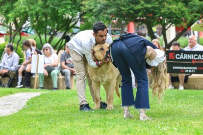 Campeonato de mastín en Astorga.
