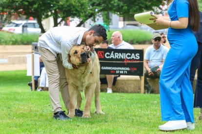 Campeonato de mastín en Astorga.