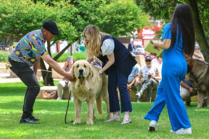 Campeonato de mastín en Astorga.