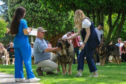 Campeonato de mastín en Astorga.