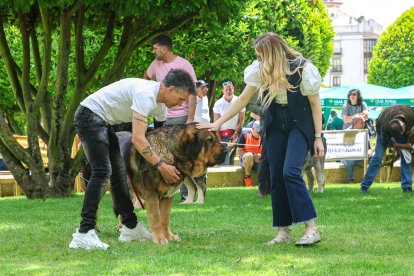 Campeonato de mastín en Astorga.