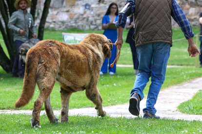 Campeonato de mastín en Astorga.
