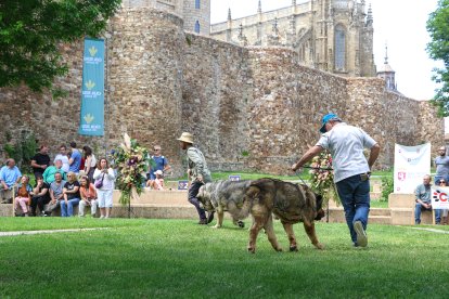 Campeonato de mastín en Astorga.