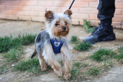 El perro rescatado tiene 1 año.