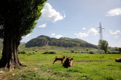 El ganado vacuno, como el caballar y el ovino, campa por laos pastizales de Babia.