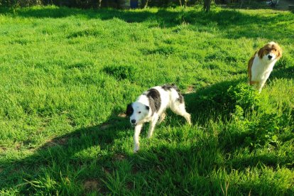 Bimba