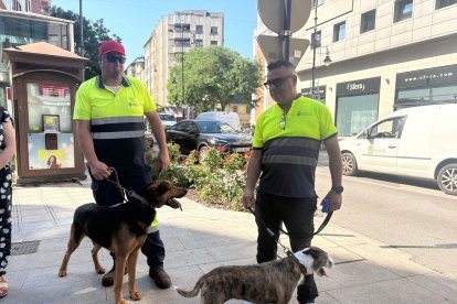 Perros del albergue municipal de Ponferrada