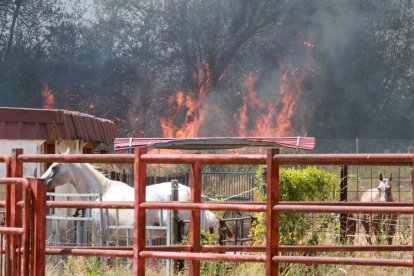 Imágenes de las llamas en Navatejera