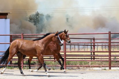 Imágenes de las llamas en Navatejera