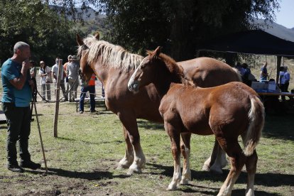 XXXVI edición del concurso de caballos Hispano-Bretón.