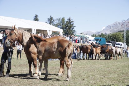 XXXVI edición del concurso de caballos Hispano-Bretón.