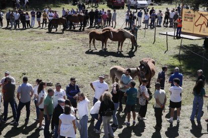 XXXVI edición del concurso de caballos Hispano-Bretón.