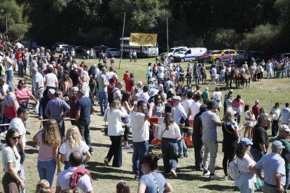 XXXVI edición del concurso de caballos Hispano-Bretón.
