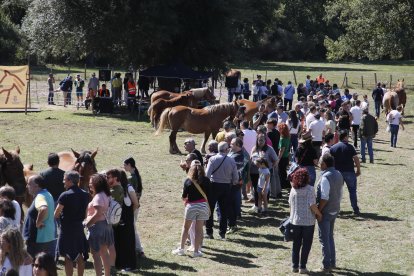 XXXVI edición del concurso de caballos Hispano-Bretón.