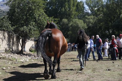 XXXVI edición del concurso de caballos Hispano-Bretón.