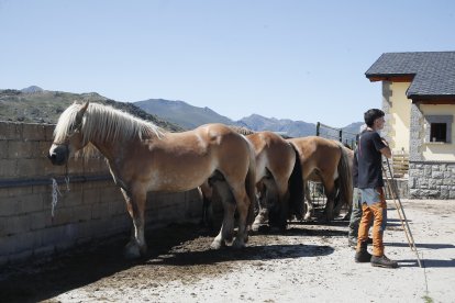 XXXVI edición del concurso de caballos Hispano-Bretón.