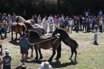 XXXVI edición del concurso de caballos Hispano-Bretón.