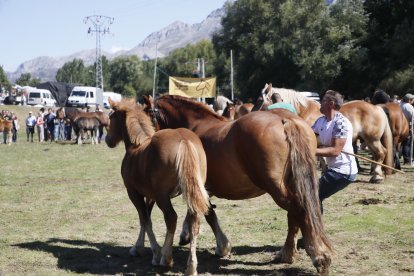 XXXVI edición del concurso de caballos Hispano-Bretón.