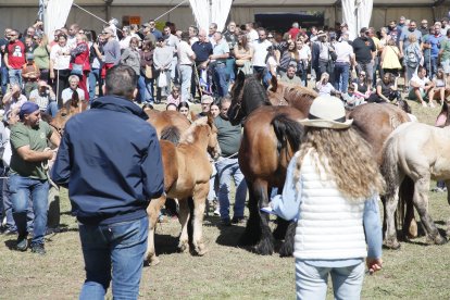 XXXVI edición del concurso de caballos Hispano-Bretón.