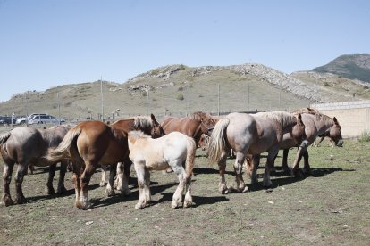 XXXVI edición del concurso de caballos Hispano-Bretón.