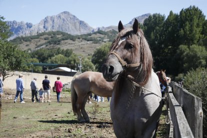 XXXVI edición del concurso de caballos Hispano-Bretón.