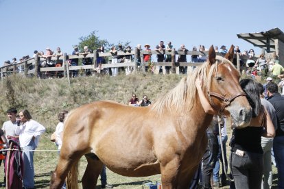 XXXVI edición del concurso de caballos Hispano-Bretón.