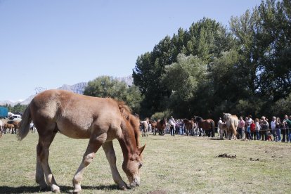 XXXVI edición del concurso de caballos Hispano-Bretón.