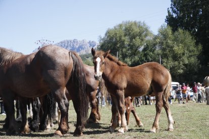XXXVI edición del concurso de caballos Hispano-Bretón.