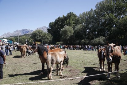 XXXVI edición del concurso de caballos Hispano-Bretón.