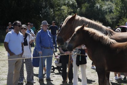 XXXVI edición del concurso de caballos Hispano-Bretón.