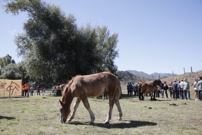 XXXVI edición del concurso de caballos Hispano-Bretón.