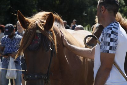 XXXVI edición del concurso de caballos Hispano-Bretón.