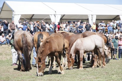 XXXVI edición del concurso de caballos Hispano-Bretón.