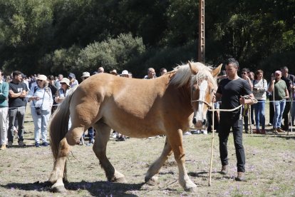 XXXVI edición del concurso de caballos Hispano-Bretón.