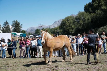 XXXVI edición del concurso de caballos Hispano-Bretón.