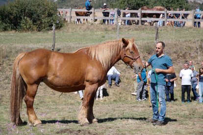 XXXVI edición del concurso de caballos Hispano-Bretón.