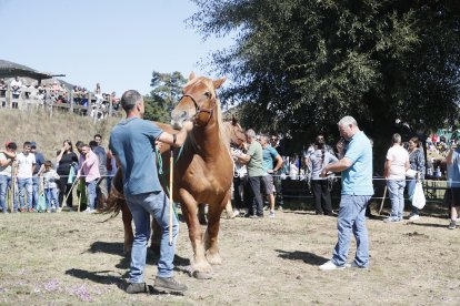 XXXVI edición del concurso de caballos Hispano-Bretón.