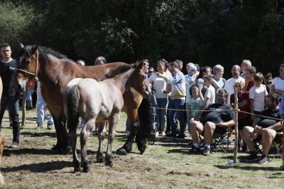XXXVI edición del concurso de caballos Hispano-Bretón.