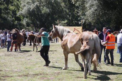 XXXVI edición del concurso de caballos Hispano-Bretón.