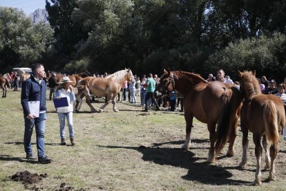 XXXVI edición del concurso de caballos Hispano-Bretón.
