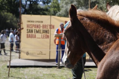 XXXVI edición del concurso de caballos Hispano-Bretón.