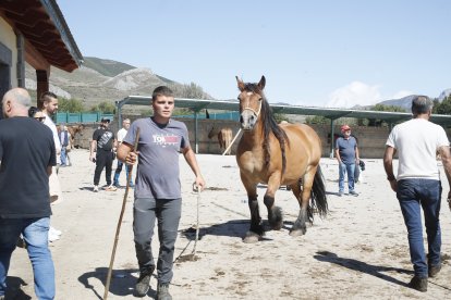 XXXVI edición del concurso de caballos Hispano-Bretón.
