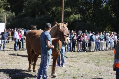 XXXVI edición del concurso de caballos Hispano-Bretón.