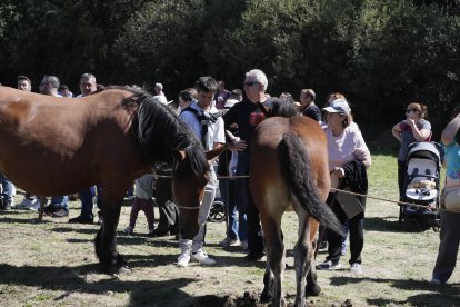 XXXVI edición del concurso de caballos Hispano-Bretón.