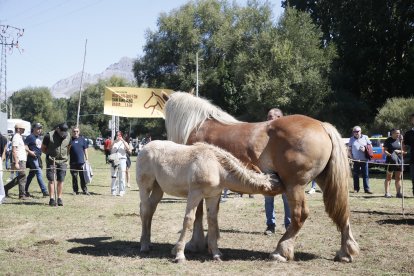 XXXVI edición del concurso de caballos Hispano-Bretón.