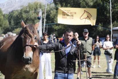 XXXVI edición del concurso de caballos Hispano-Bretón.